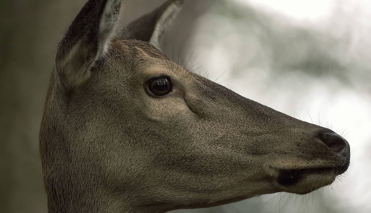 Hirschkuh Detail