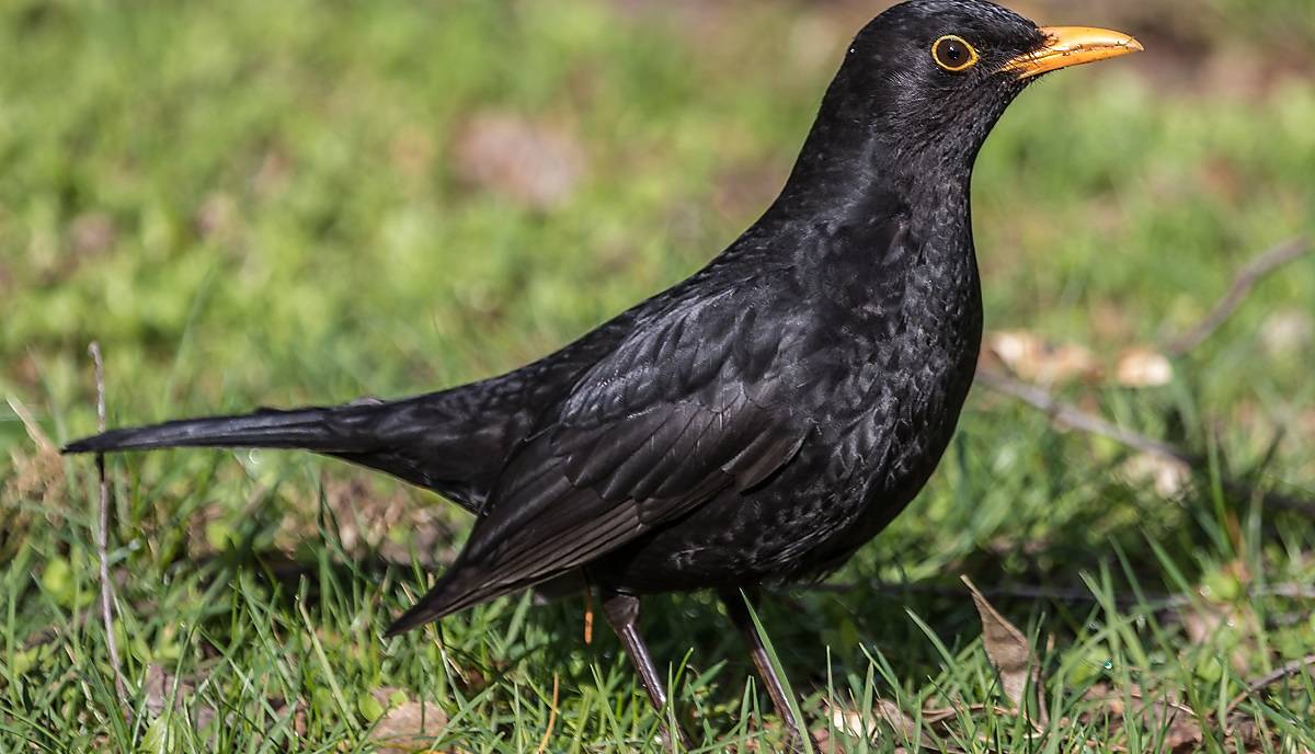 Deutsche Wildtier Stiftung Die Vogeluhr