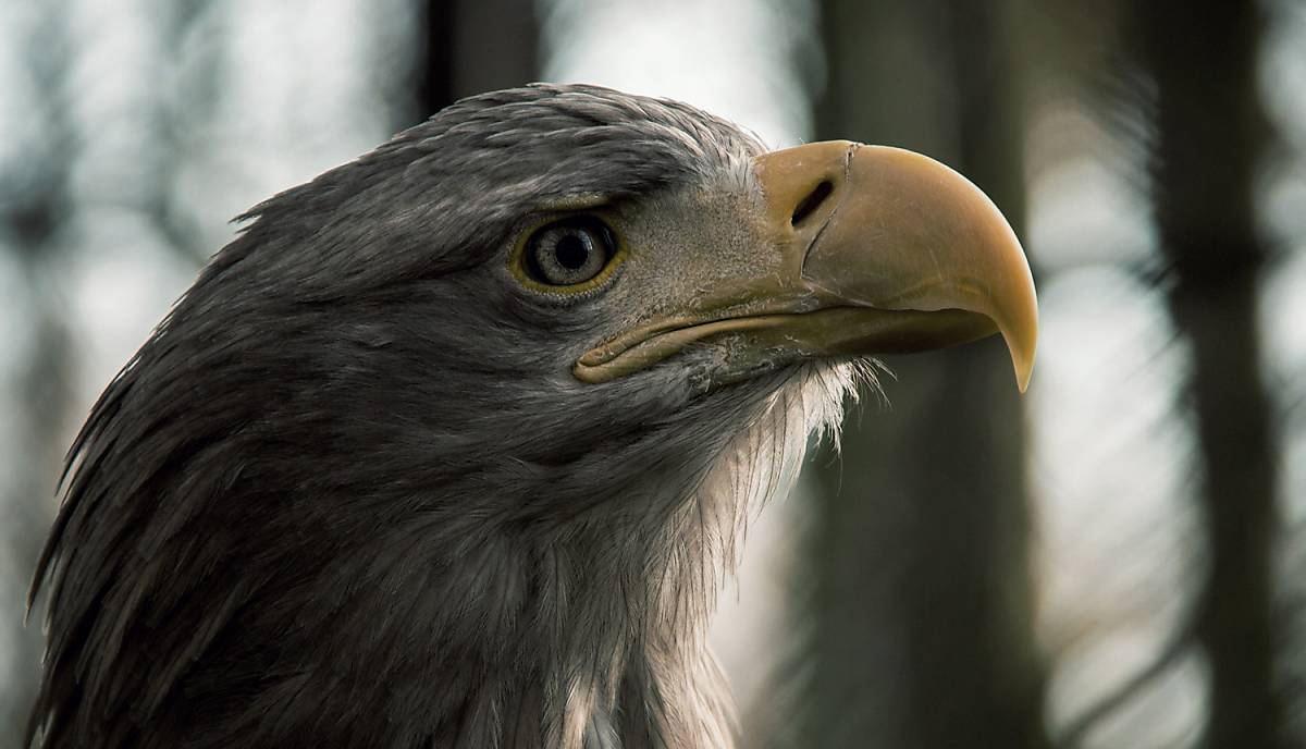 Ihre Spende kommt unseren heimischen Wildtieren zu Gute.