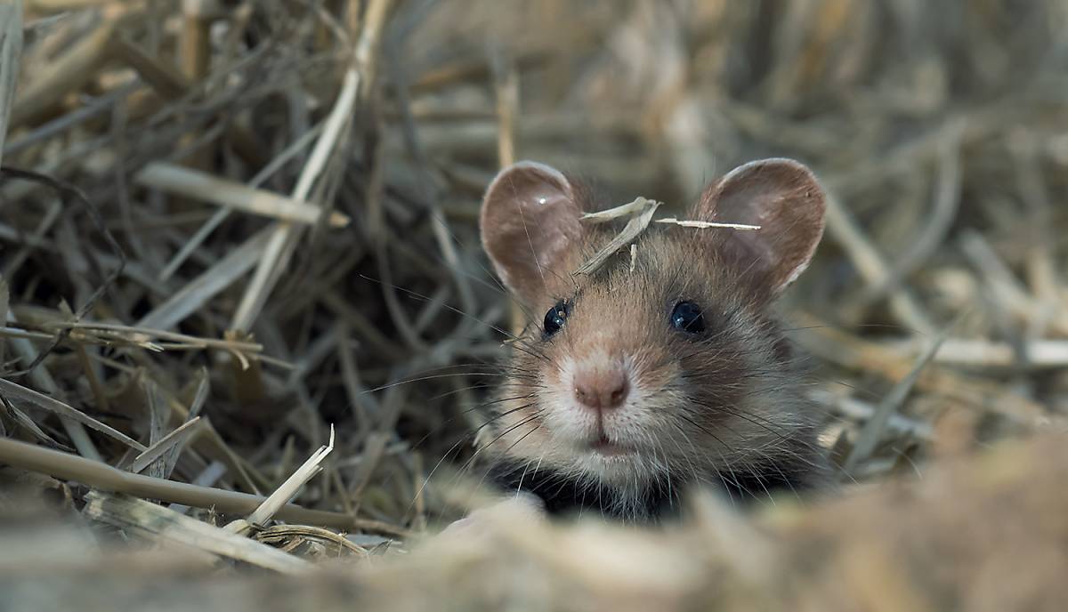 Feldhamster Im Garten