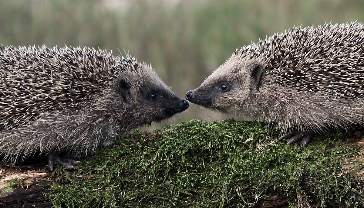 Im September sind die jungen Igel auf der Welt