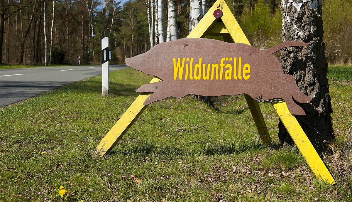 Sind akustische Wildwarner die Lösung gegen Wildunfälle?