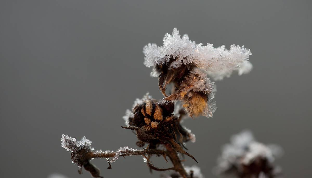 Deutsche Wildtier Stiftung Was Machen Mucken Im Winter