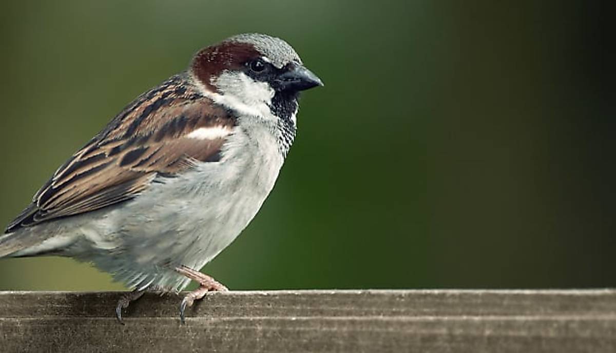 spatz