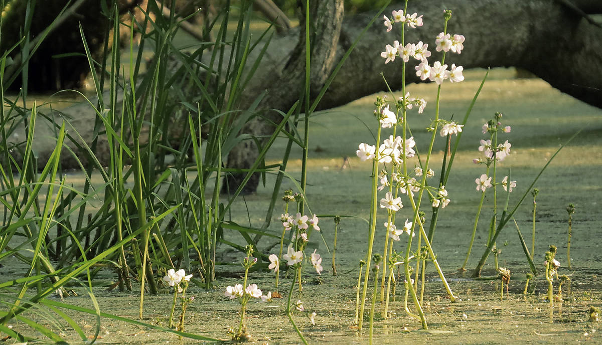 lebensraum-sichern_nationales-naturerbe_moore