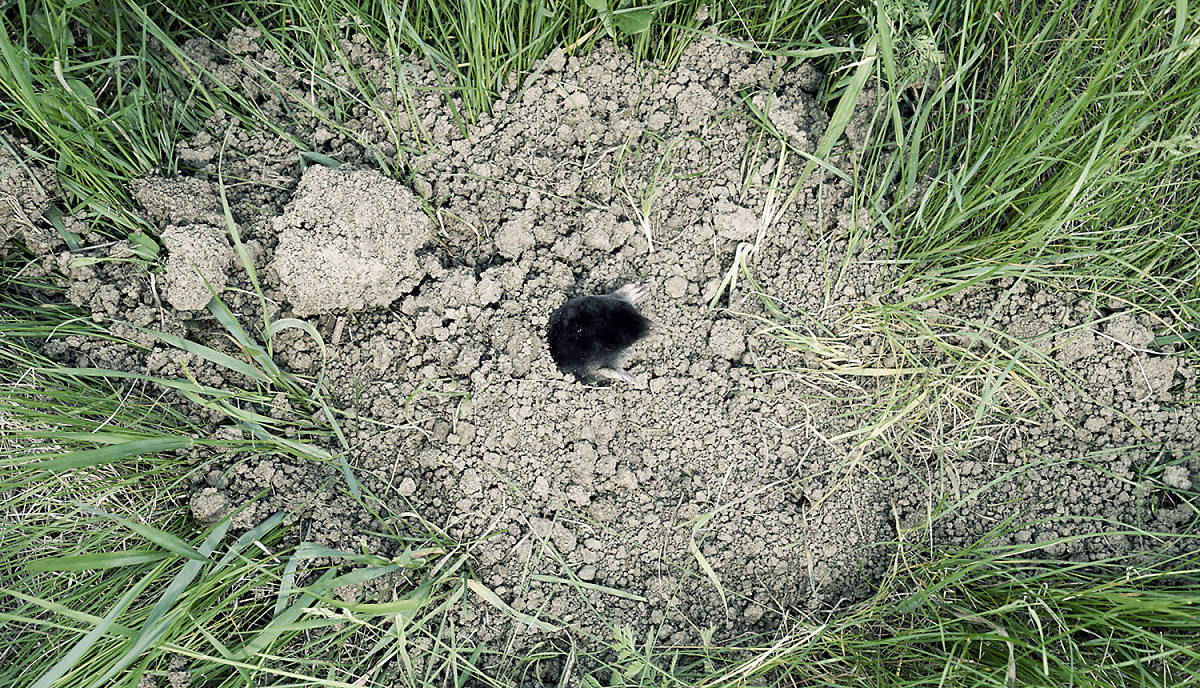 steckbrief_maulwurf_lebensweise_lebensraum