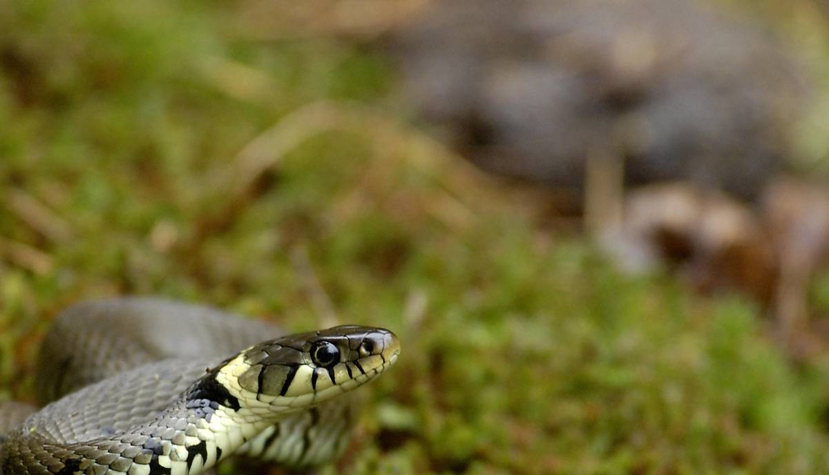 Deutsche Wildtier Stiftung Ringelnatter
