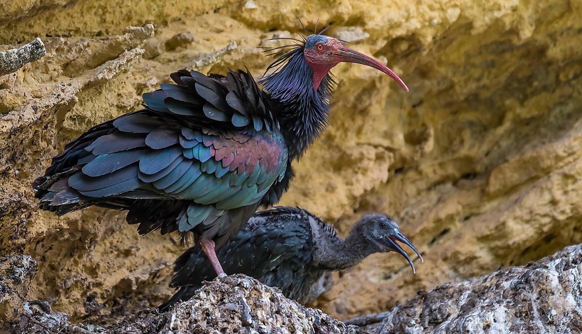 Waldrappmutter mit ihrem Jungen,
© Natura didac/Shutterstock