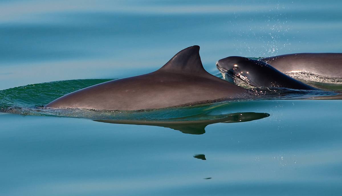 Deutsche Wildtier Stiftung Schweinswal