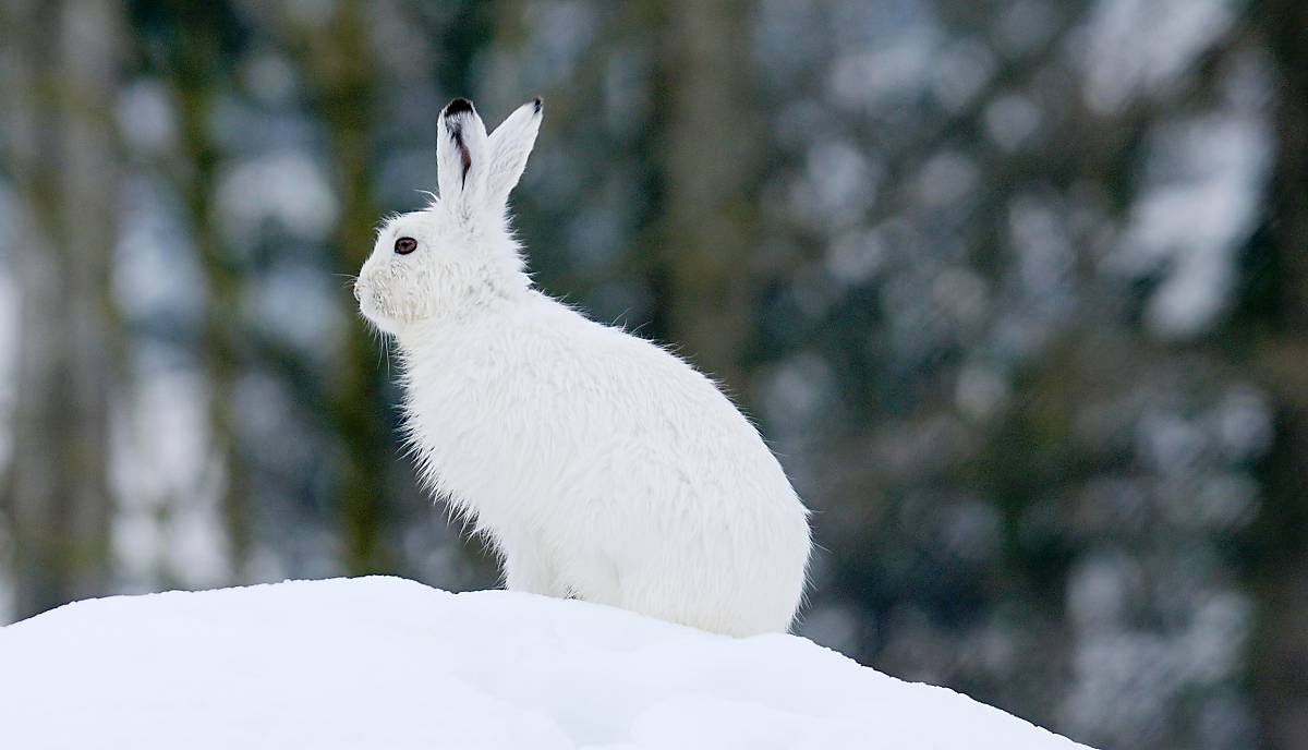 alpenschneehase_baumgrenze