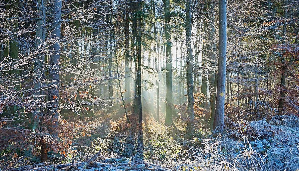 adobestock_59748231_waldmotiv