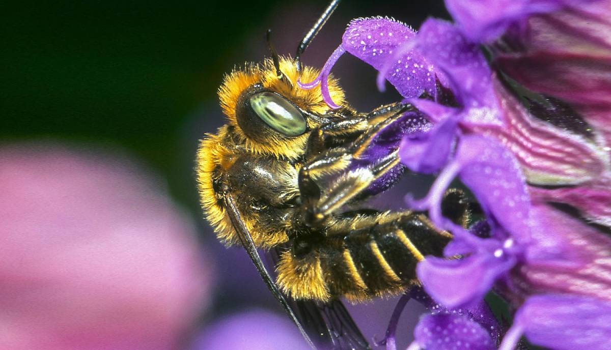 Mit Ihrer Spende unterstützen Sie unser Engagement für die bedrohten Wildbienen. Foto: imago/blickwinkel