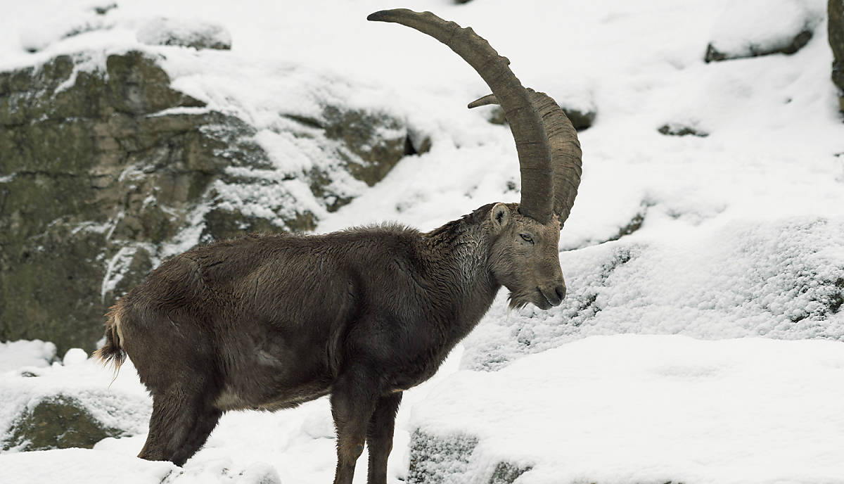 teaser_m_steinbock