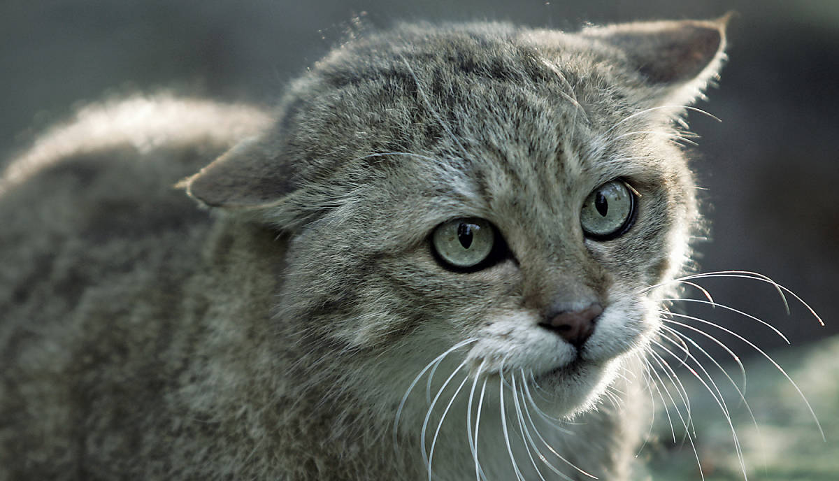 Wildkatze mit langen Schnurrhaaren.