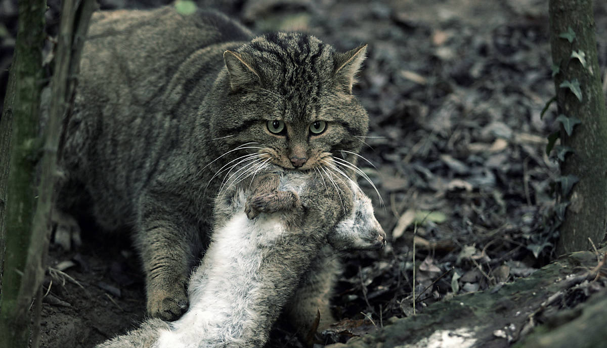 lebensweise_nahrung_steckbrief_wildkatze_lebensweise_nahrung_teaser_m