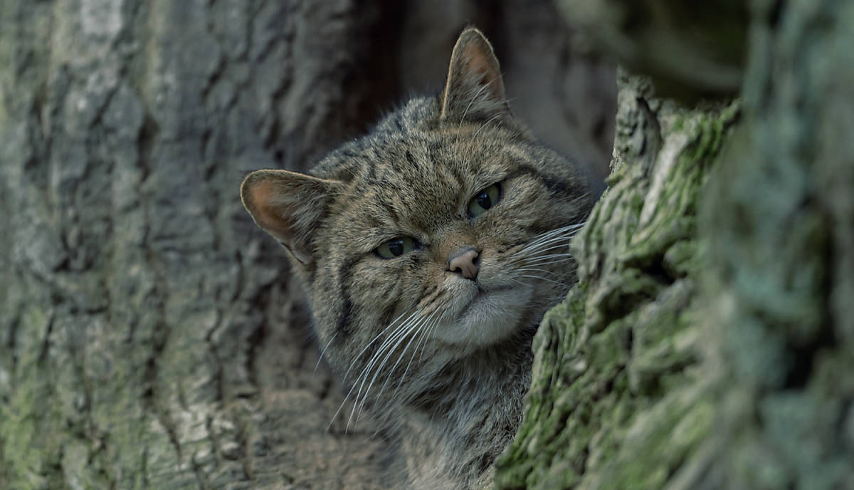 lebensweise_lebensraum_steckbrief_wildkatze_lebensweise_lebensraum_teaser_m