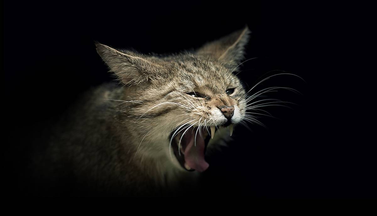 Wildkatze beim Fauchen.