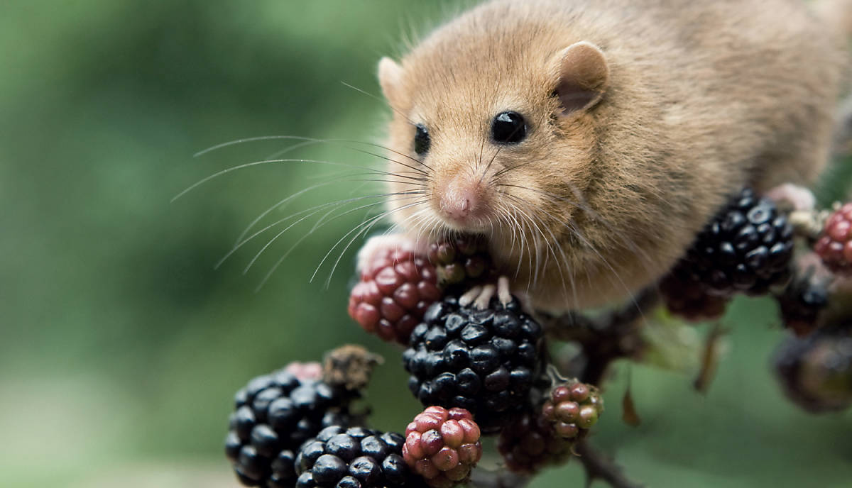 Haselmaus auf Brombeere