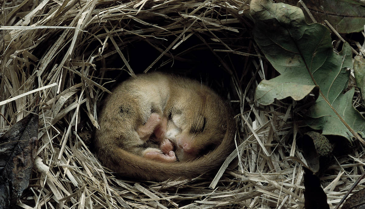 Haselmaus im Winterschlaf