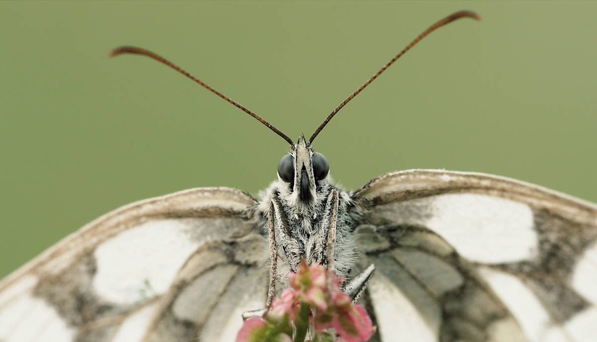 Viele Schmetterlingsarten sind auf bestimmte Pflanzen und ihre Blüten spezialisiert.