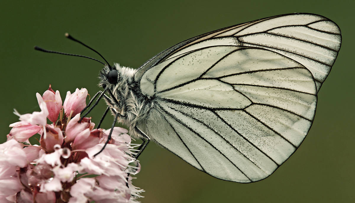 Schmetterling auf einer Blume