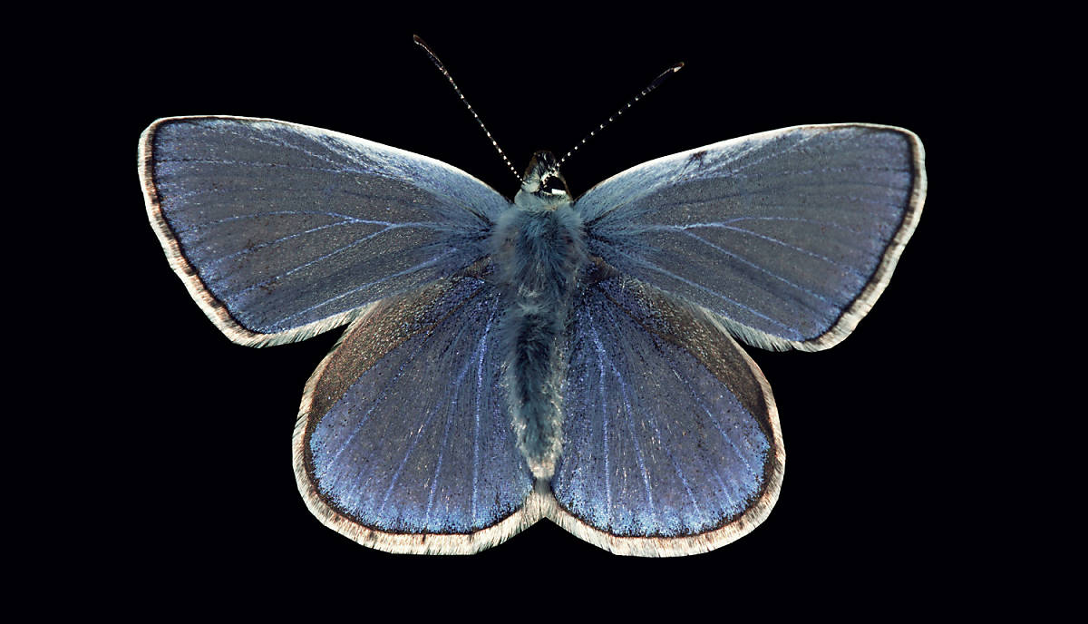 blauer Schmetterling
