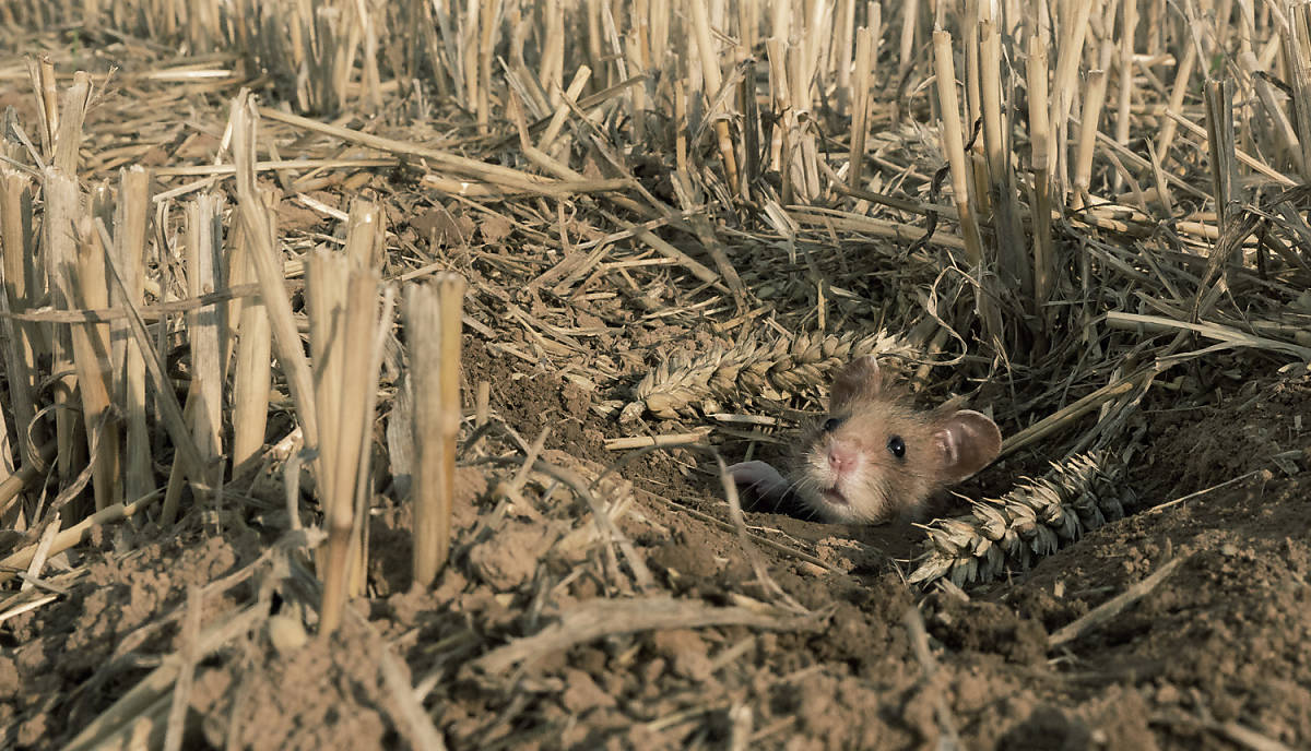 Lebensraum Feldhamster Kornfeld
Fotoquelle: ArcoImages / FLPA