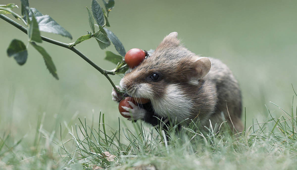 Lebensraum Feldhamster frisst Hagebutte
Fotoquelle: ArcoImages / FLPA