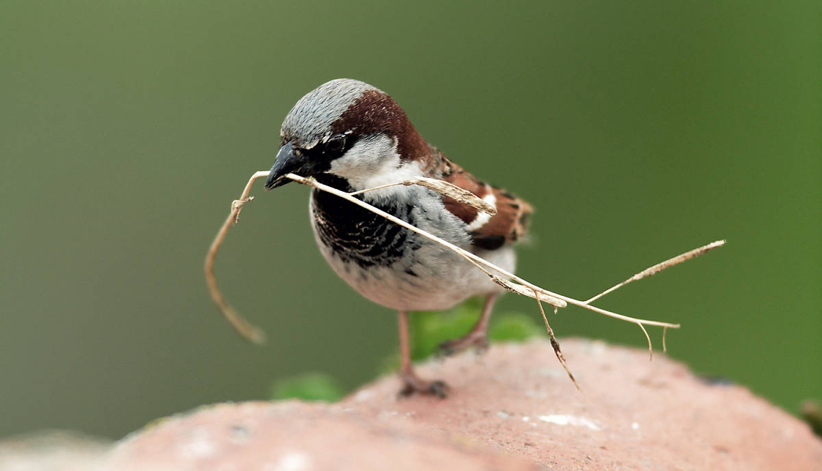 Spatz mit Nistmaterial.