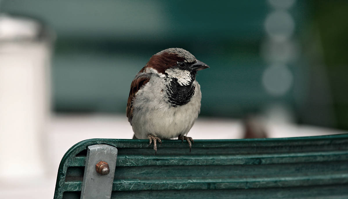 Spatz auf der Bank.