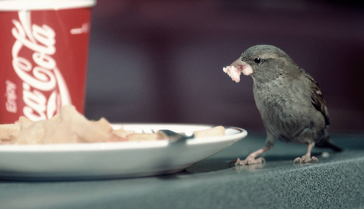 Spatz auf Tisch an Imbissbude