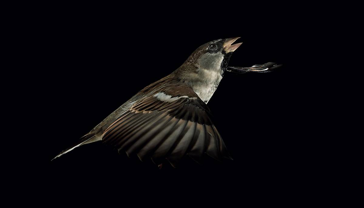 Spatz