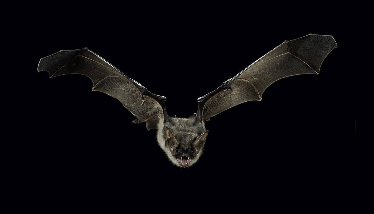Fledermaus im Flug