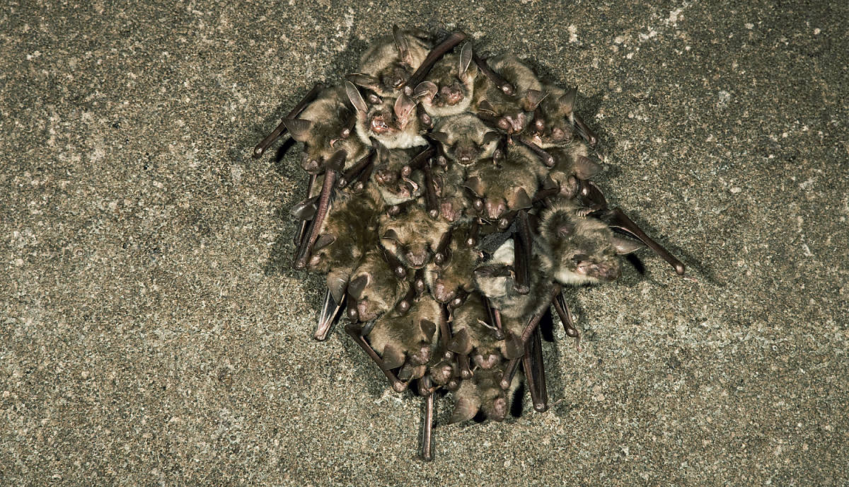 Fledermäuse halten Ihren Winterschlaf hängend