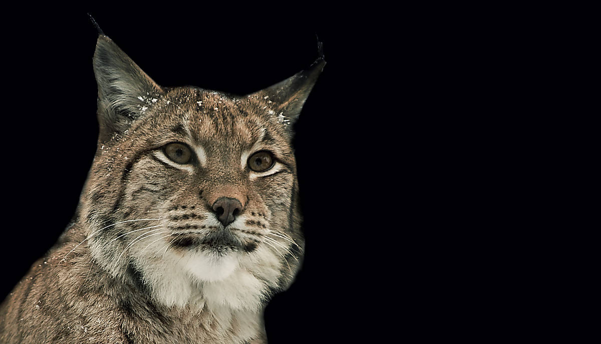 Luchs