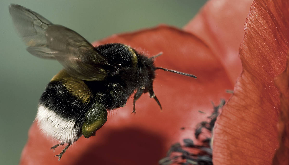 Wildbiene mit Nektar im Anflug auf Mohnblume