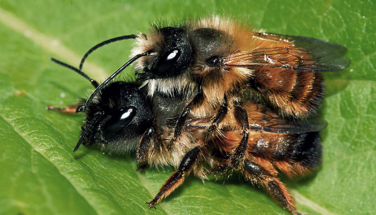 Wildbienen Fortpflanzung