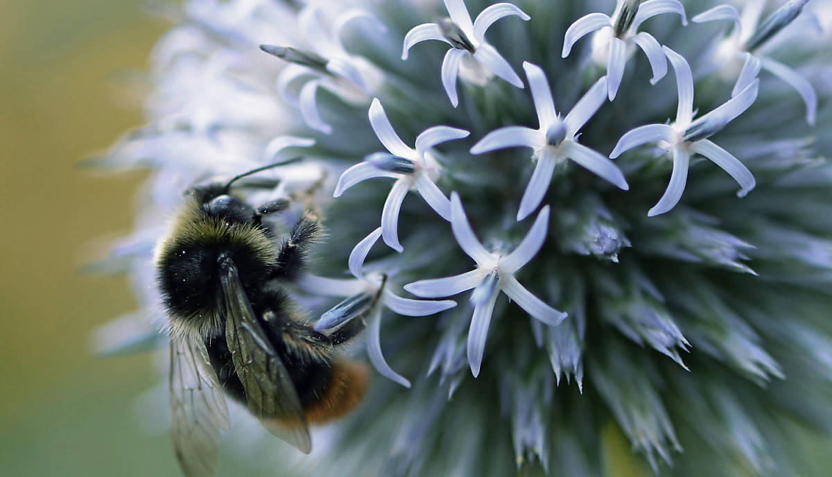 Wildbienen sind wichtige Bestäuber