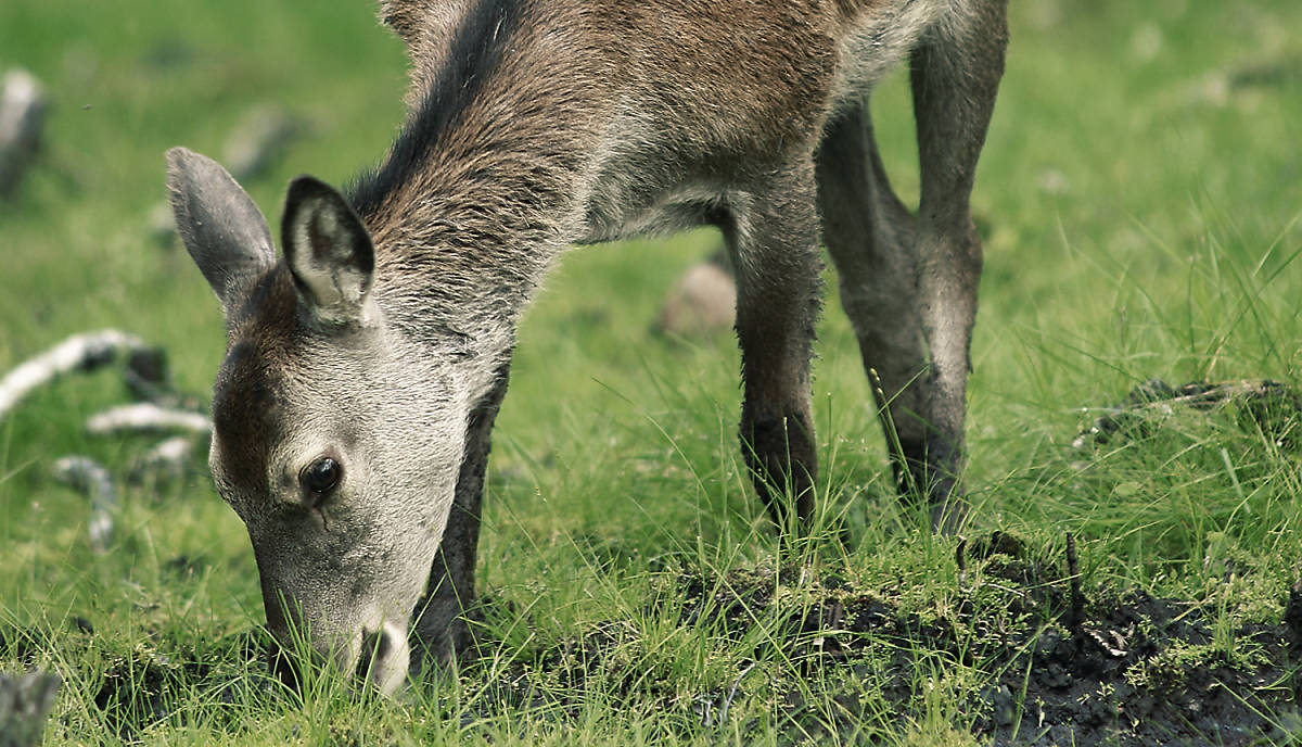 Hirschkuh beim Äsen auf der Wiese