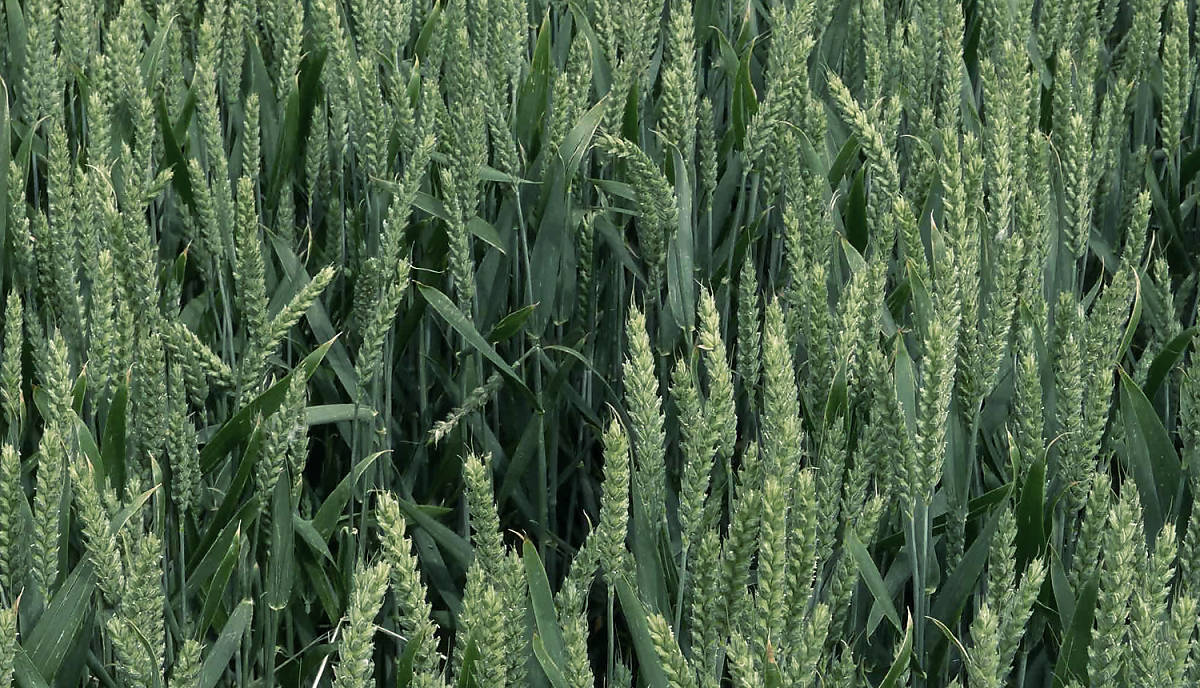 Wiesenweihen sind bodenbrütende Zugvögel.