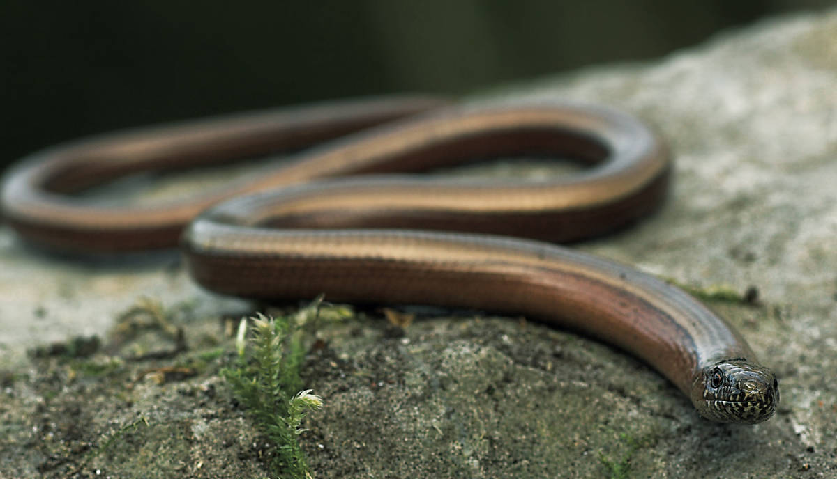 Blindschleiche auf Stein