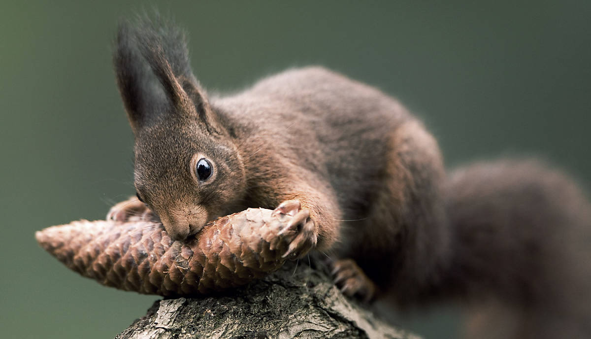 Lebensweise Eichhörnchen Nahrung
Fotoquelle: Arco Images / Minden Pictures