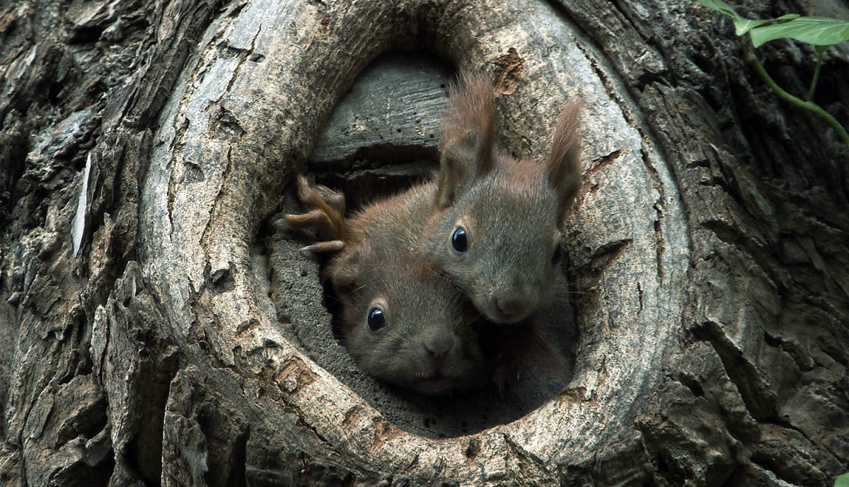 Lebensweise Eichhörnchen Fortpflanzung
Fotoquelle: Arco Images / Minden Pictures