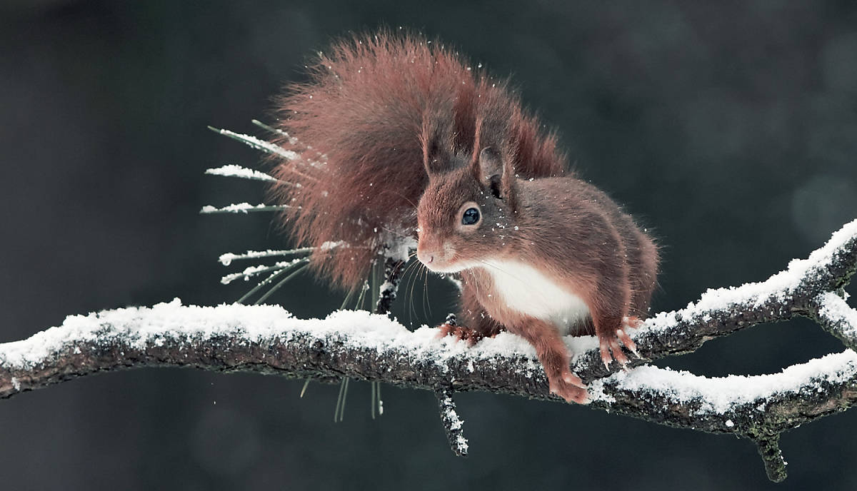 Lebensweise Eichhörnchen im Winter
Fotoquelle: Arco Images / Minden Pictures