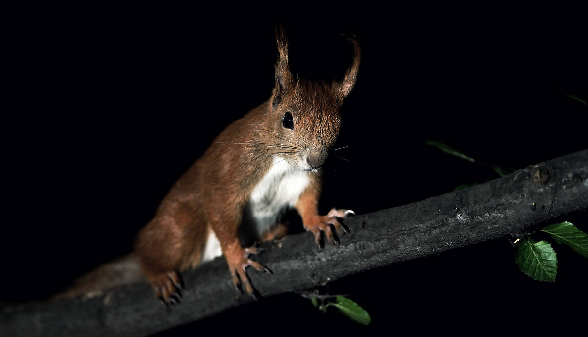 Eichhörnchen
Fotoquelle: ArcoImages / imageBROKER