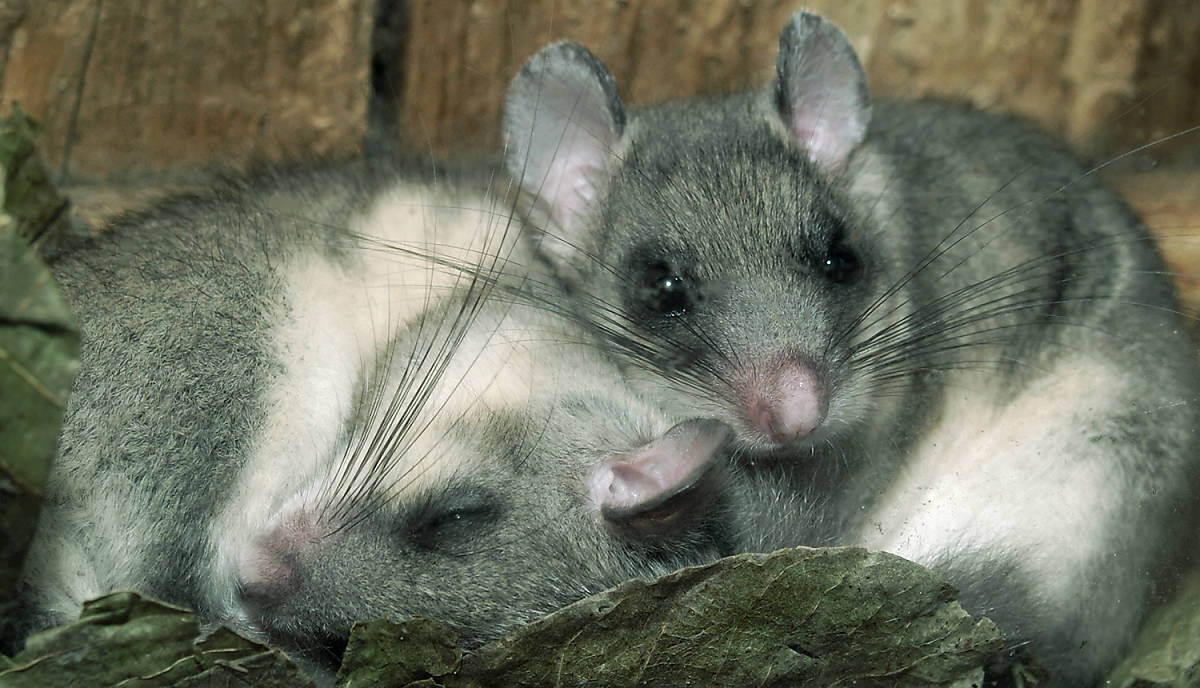 Fotoquelle: Arco Images / Minden Pictures