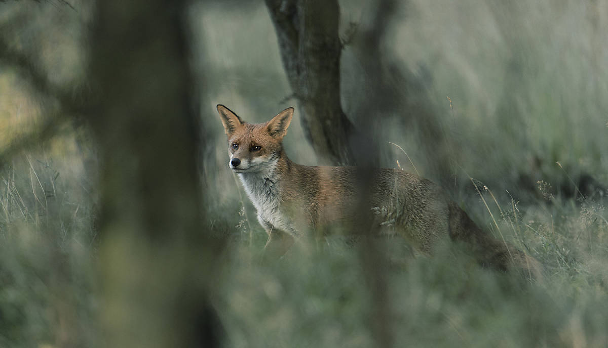 lebensweise_lebensraum_steckbrief-fuchs_lebensweise-lebensraum