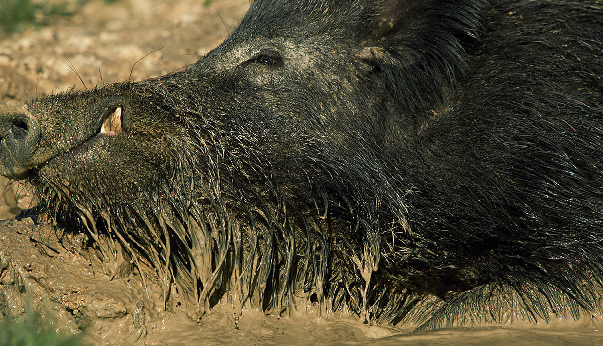 Wildschwein malen suhlen