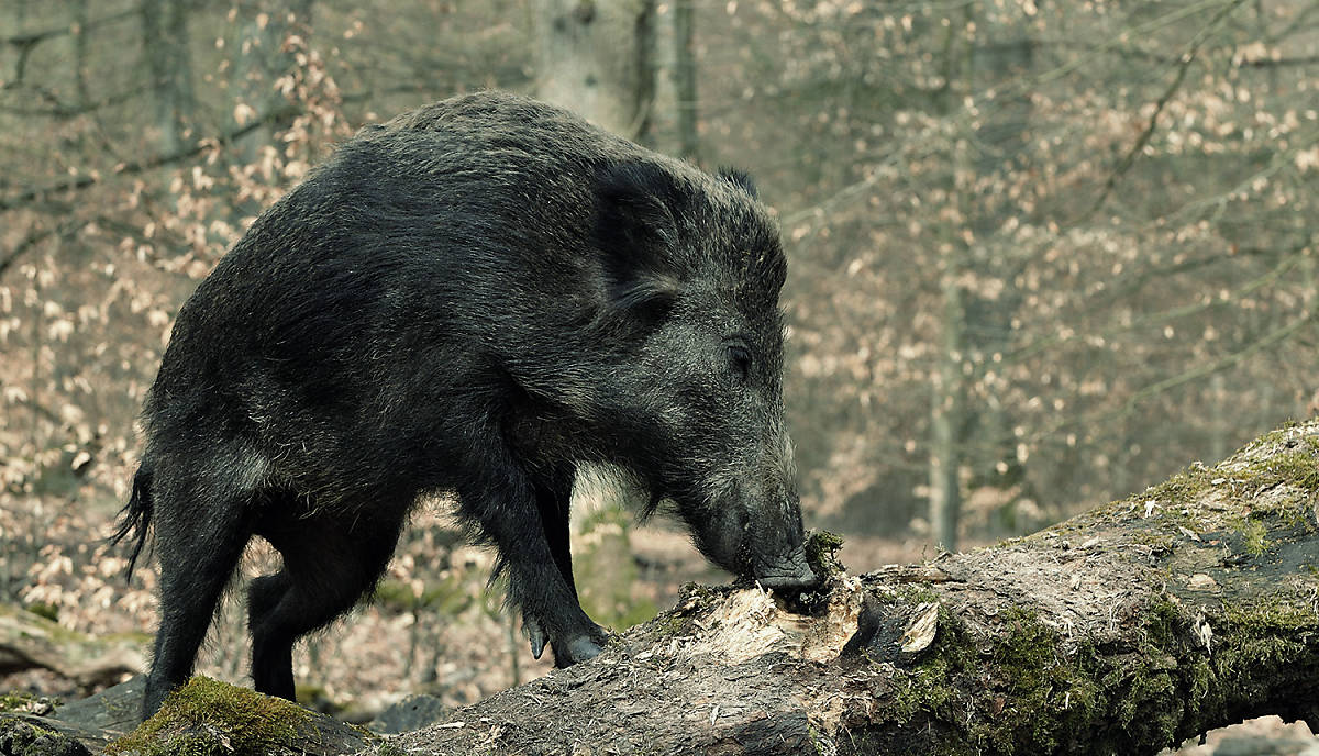 Wildschwein beim Fressen