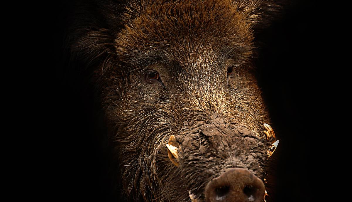 Wildschwein Kopf
